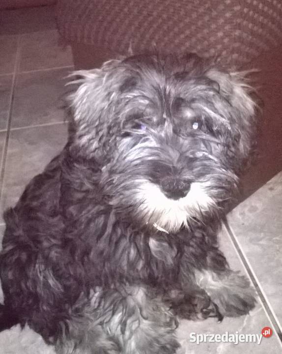 sznaucer miniaturowysznaucer miniatura