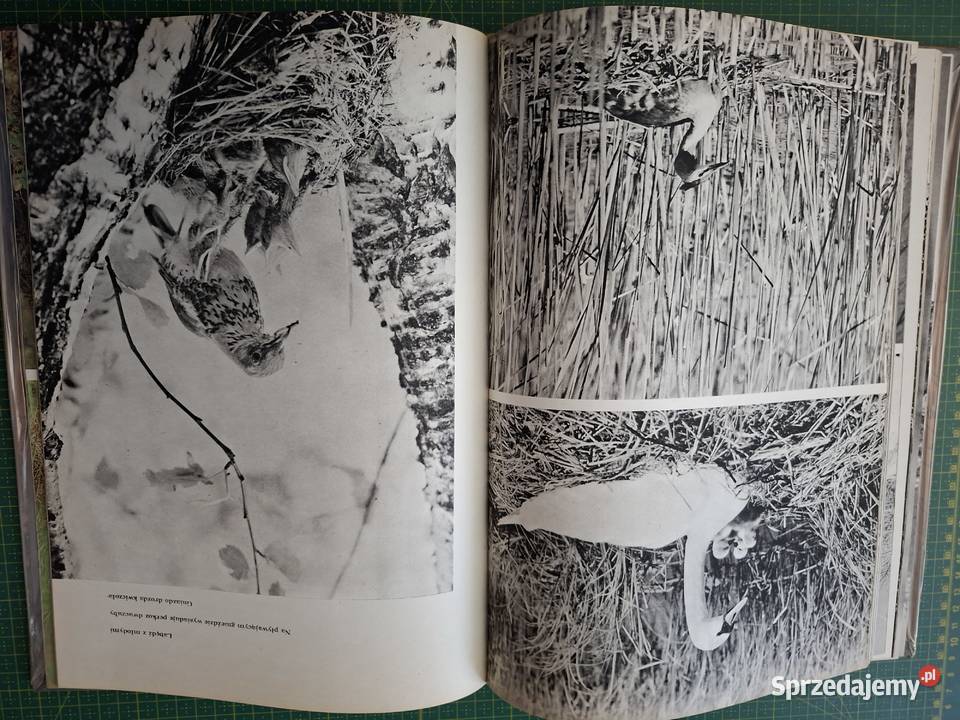 W kniei Włodzimierz Łapiński Kraków