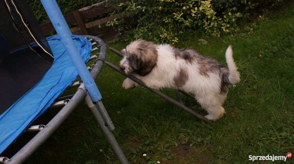 polski owczarek nizinny Jarosław