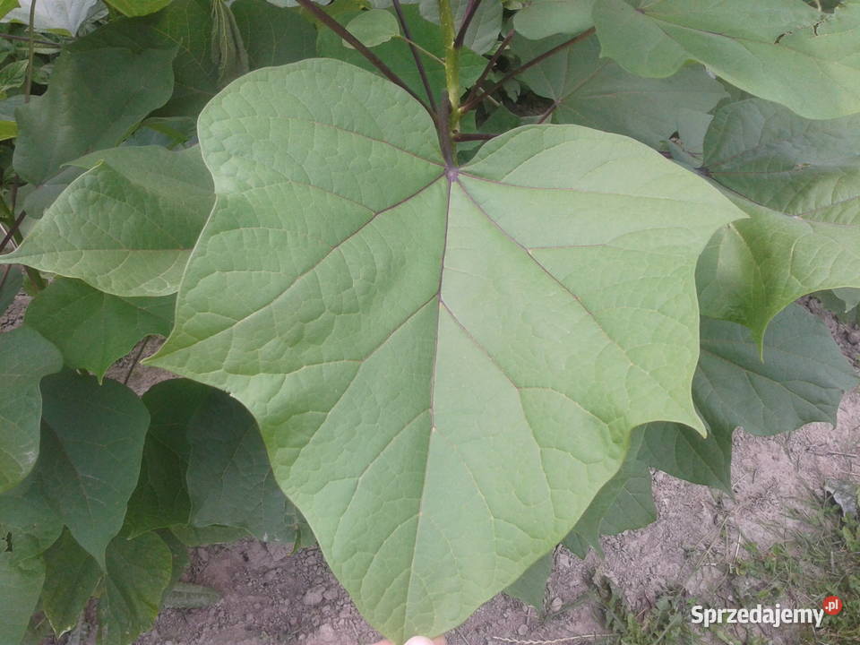 catalpa katalpa surmia nana szczepiona lubelskie