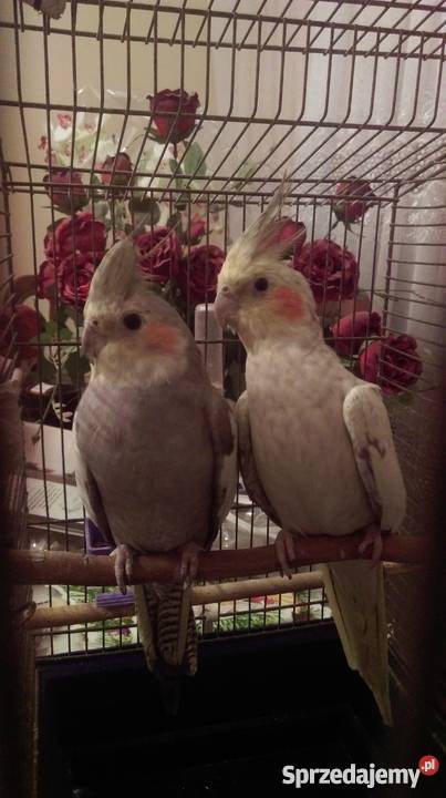 Papugi Nimfy TarczynWarszawa Tarczyn