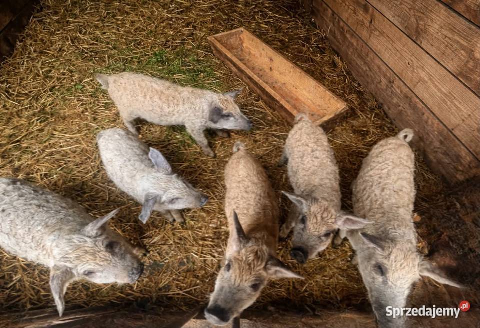 Magnalica Węgierska Trzoda chlewna podkarpackie Stalowa Wola