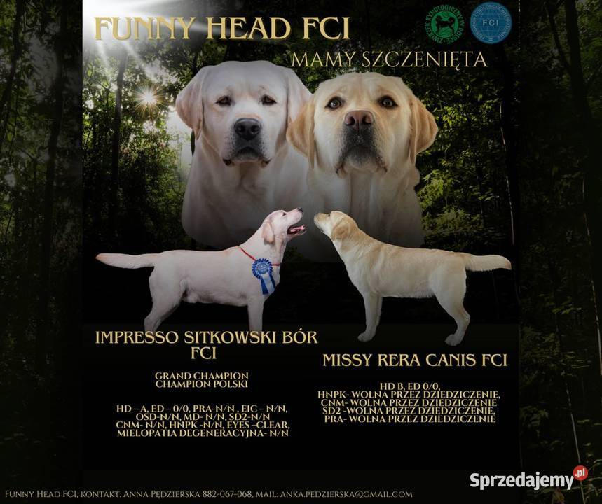 Labrador retriever ZKwPFCI najlepszy Toruń
