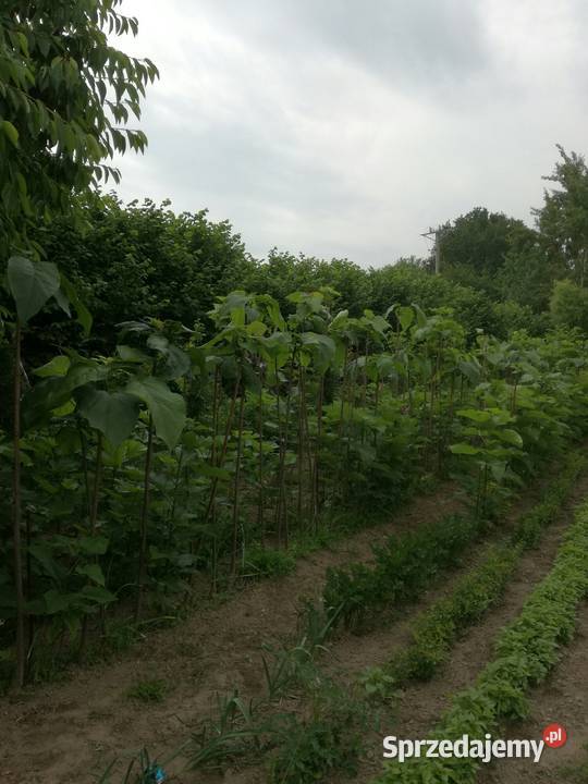 surmia katalpa NANA szczepiona catalpa kulista Puławy
