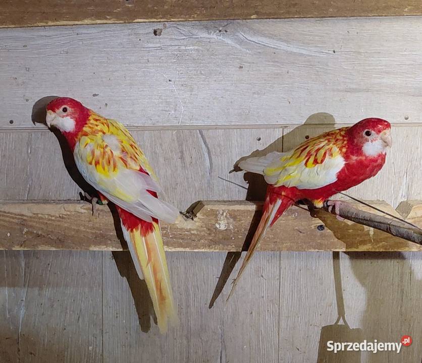 Przepiór kalifornijski Książ Wielki