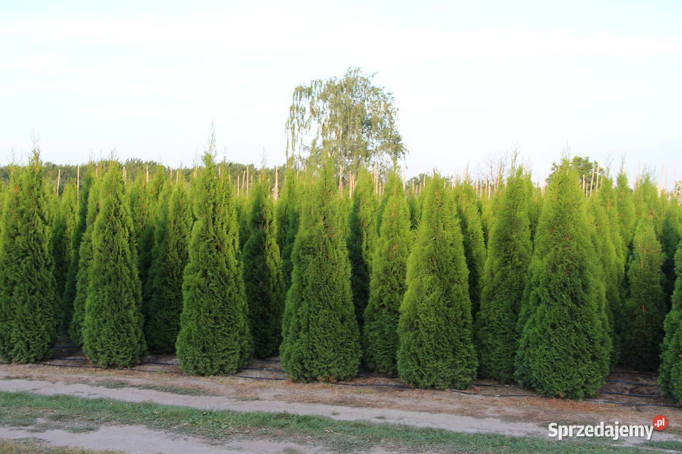 Tuja SzmaragdThuja Smaragd 220250 SUPER JAKOŚĆ