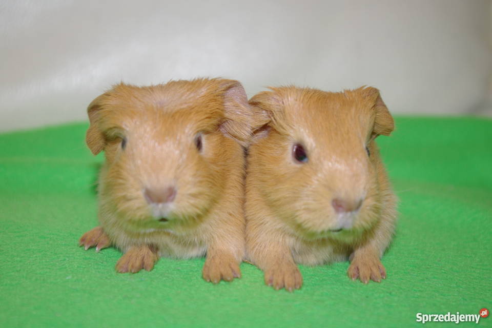 Świnka morska coronet Krosno