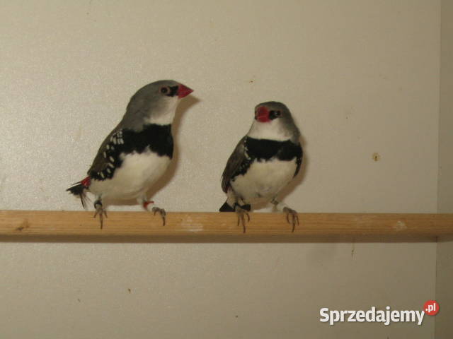 amadyny samce Kraków