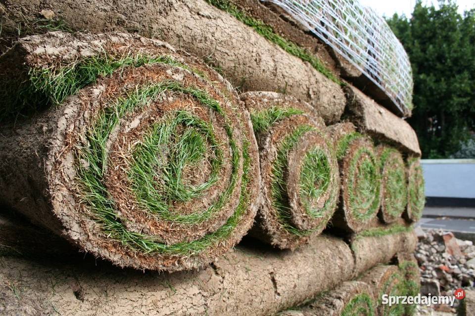 Trawa z rolki darń z rolki trawa w rolce trawnik śląskie Bielsko-Biała