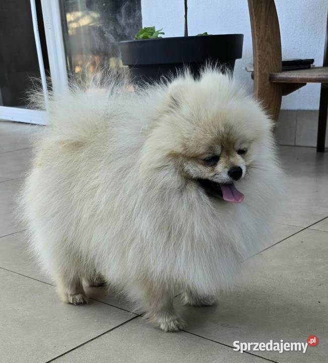 Pomeranian szpic miniaturowy zkwp FCI Piątkowisko sprzedam