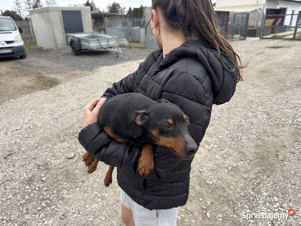 Pinczer potężny 65 krycie Radom