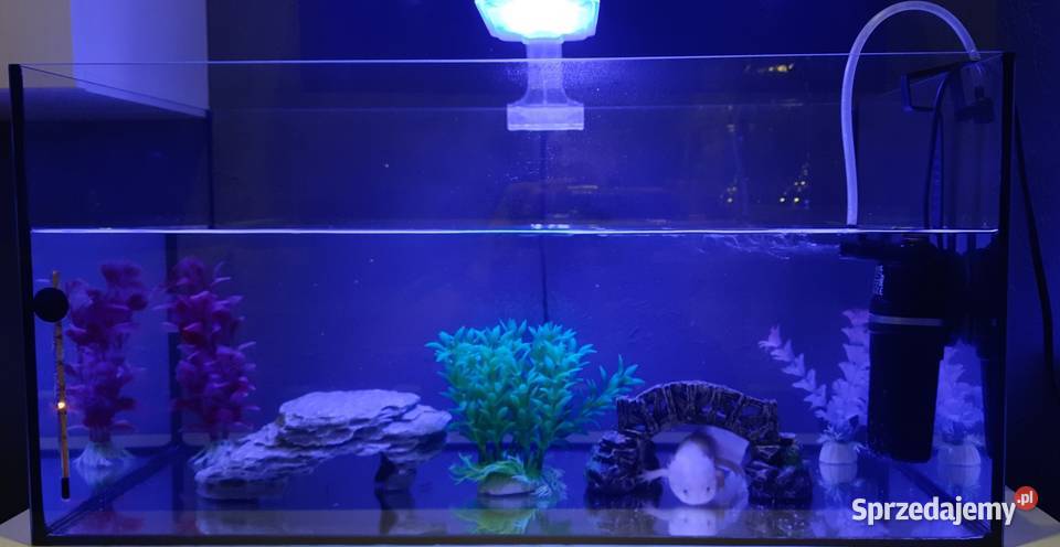 Aksolotl abystoma meksykańska Ruda Śląska