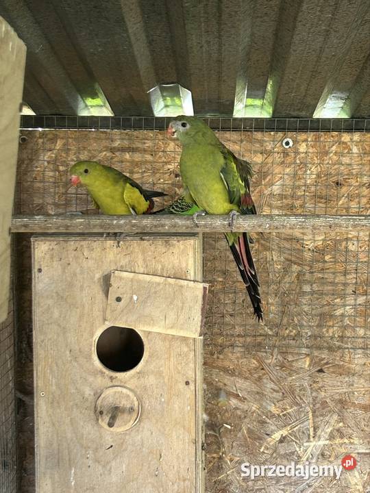 Papuga górska wielkopolskie Mylin sprzedam