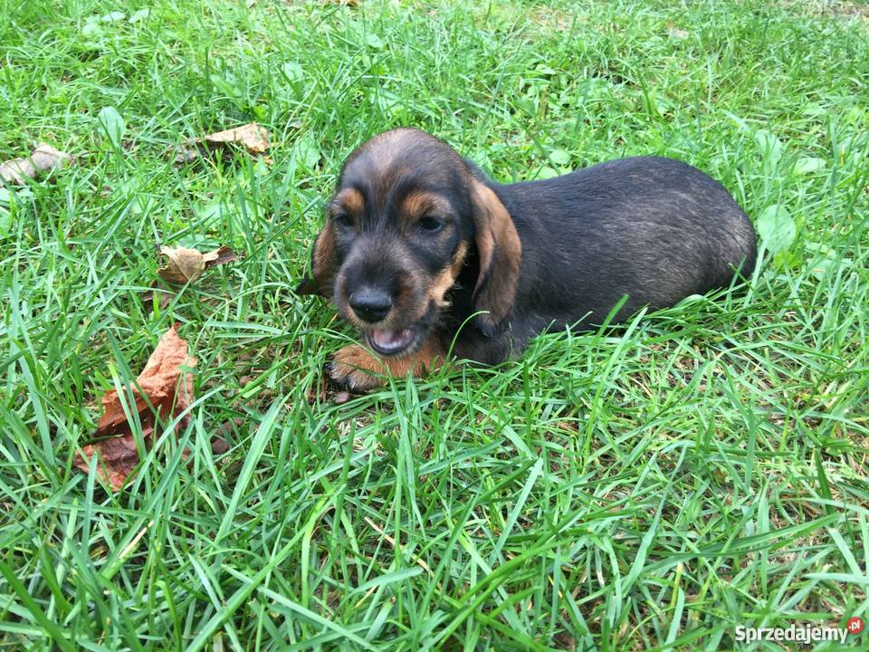 Jamniki szorstkowłose standard szczenięta FCI warmińsko-mazurskie Piecki