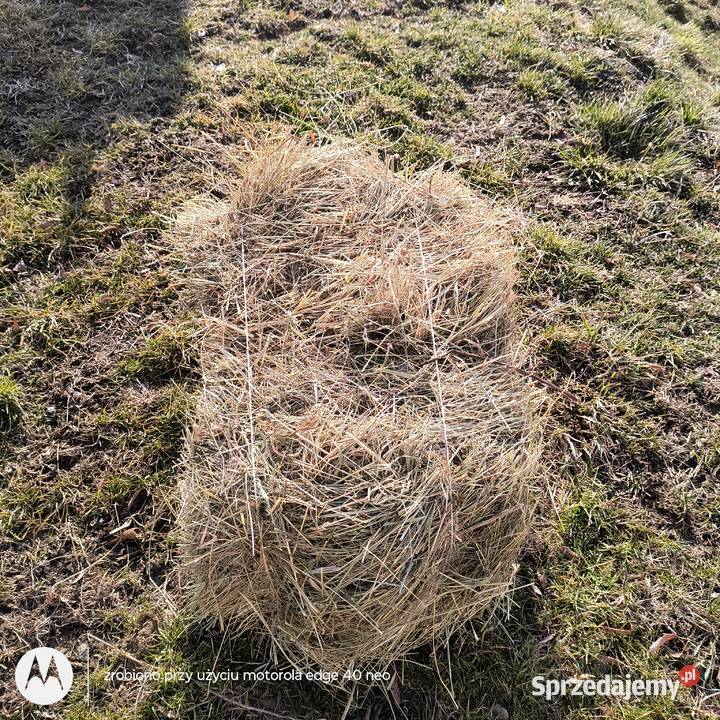 Siano w Kostkach Rzepiennik Strzyżewski