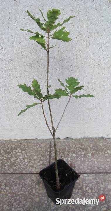 DĄB SZYPUŁKOWY Quercus robur sadzonki w kujawsko-pomorskie Ustronie