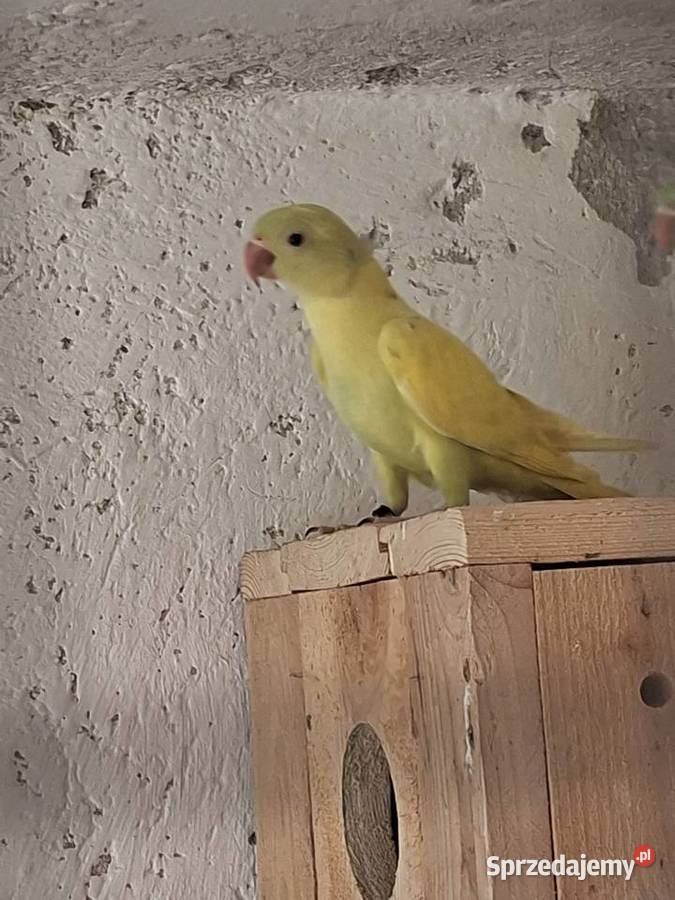 Aleksandretta obrożna podkarpackie