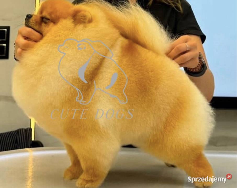 Szpic minaturowy Pomeranian Boo Szpic miniaturowy pomorskie Gdańsk