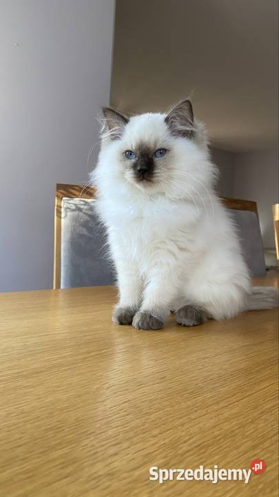 Gotowe do odbioru Ragdoll FPL kastrat Katowice sprzedam