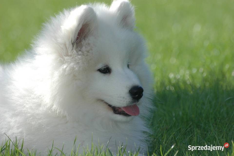 Sprzedam samoyeda szczenię kujawsko-pomorskie