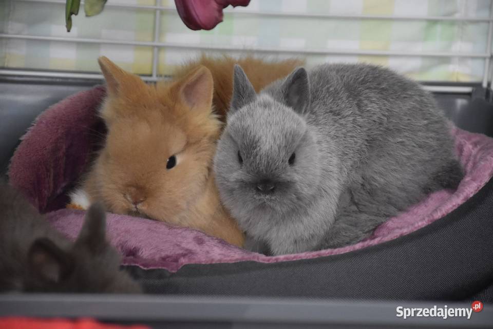 Karzełek rex Miniaturka Mini królik miniaturka Lipno