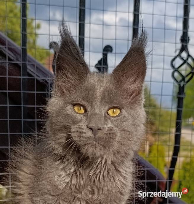 Niebieski kocurek Maine Coon FPL Gdańsk