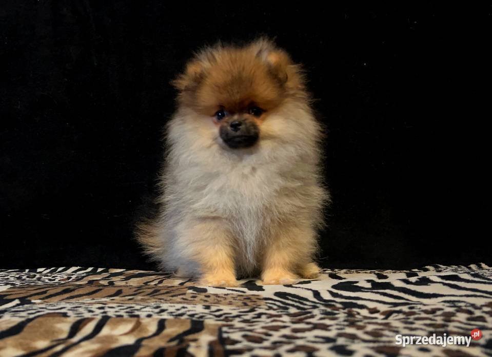 Szpic miniaturowy Pomeranian suczka ORANGE SABLE Łódź