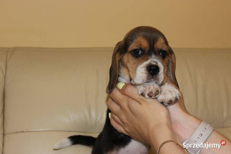 Beagle szczeniaczki ZKwP FCI Championach Aleksandria