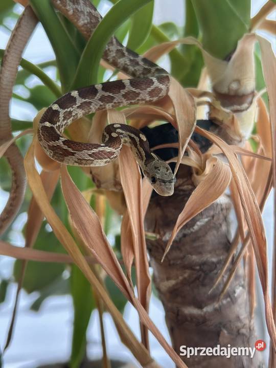 Wąż zbożowy Super masque
