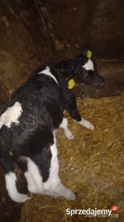 Jałóweczka na chów