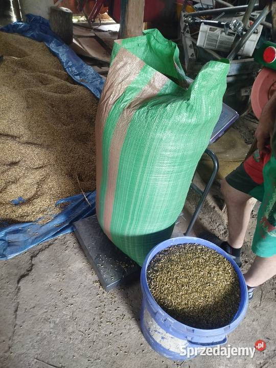 sprzedam owies Szynwałd