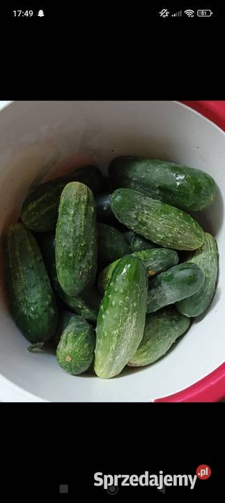 Ogórki gruntowe ekologiczne Markowa sprzedam