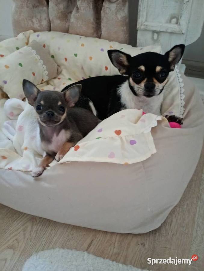 Chihuahua xxs błękitna Konin