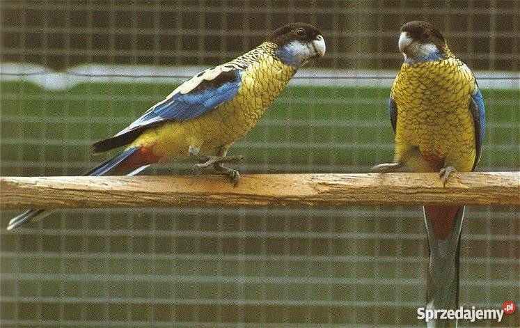 rozella słomkowa kozegołąbka diamentowego Zwierzęta sprzedam
