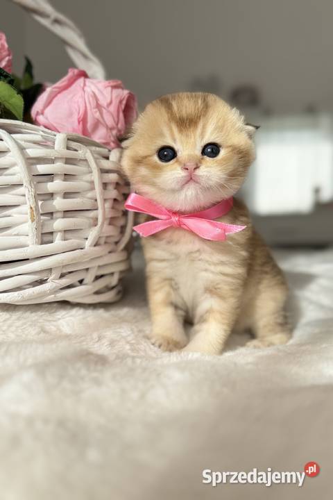 Kotek szkocki złoty Scottish fold Do rezerwacji Wrocław