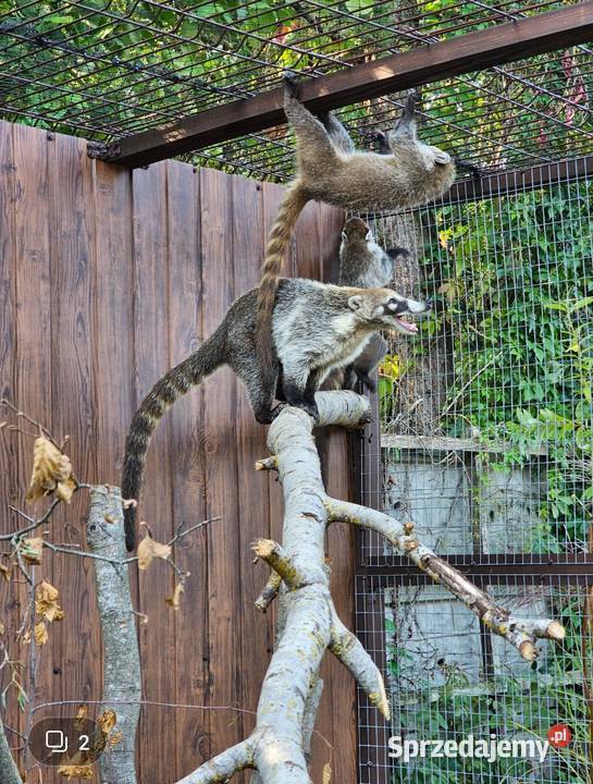 Ostronos białonosy Siedlce
