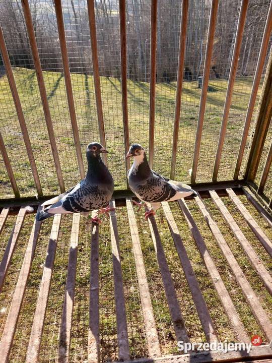 Gołębie pocztowe podkarpackie