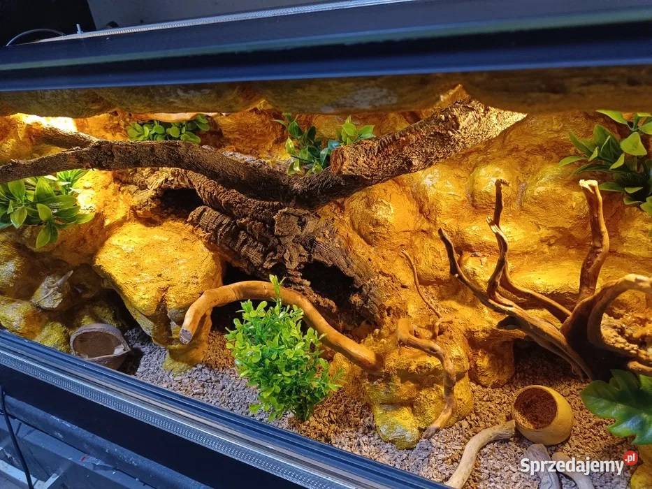 Terrarium gekon 80x40x40 Ostrów Wielkopolski