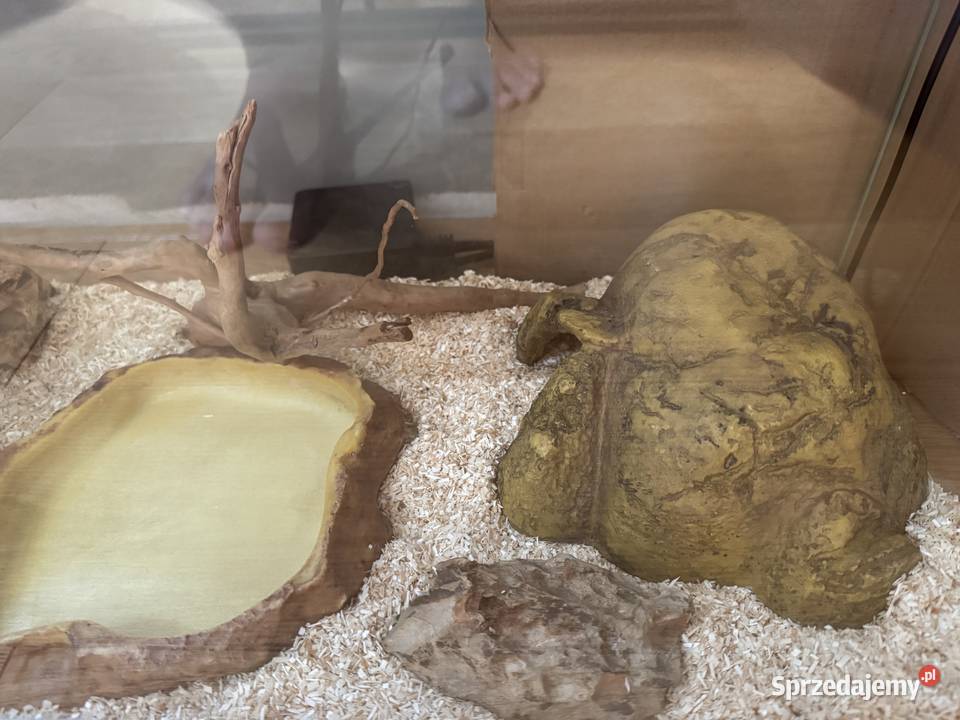 Pyton Królewski 10 GHI Het Clown Biała Podlaska