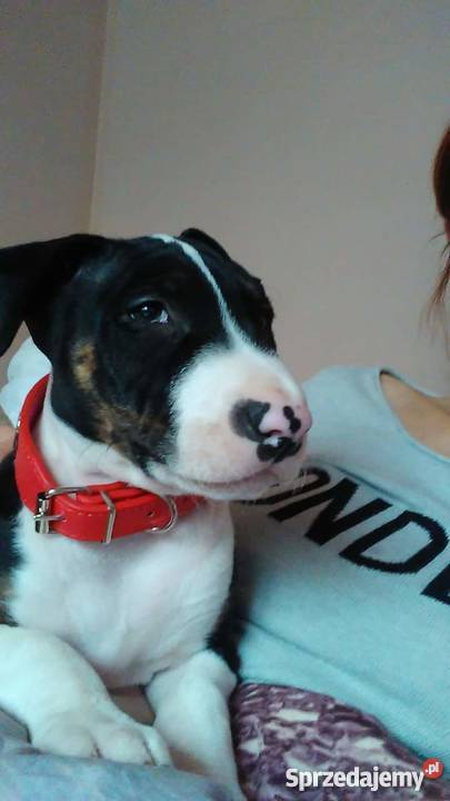 Amstaff 4 miesiące piesek