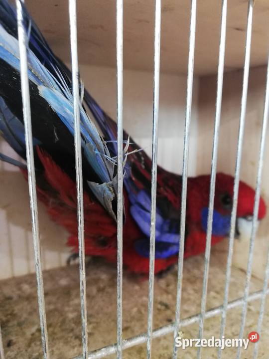 Sprzedam samca rozeli królewskiej Ptaki