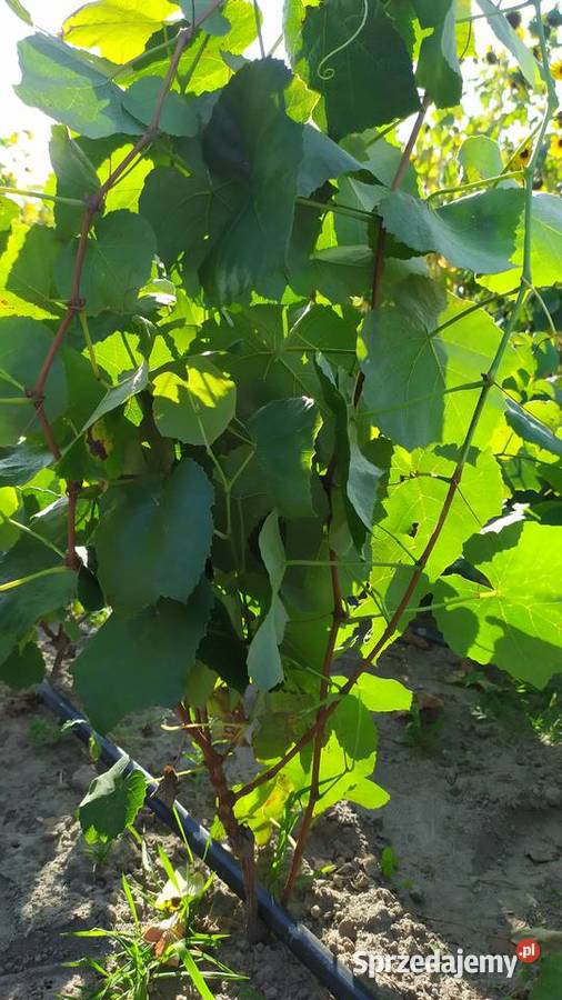 Sprzedam Sadzonki Winogrona Odmiany Swedson Red sprzedam