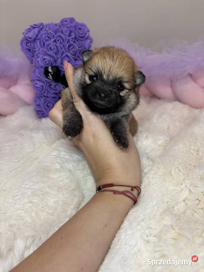 Sunia mini szpic miniaturowy pomeranian Orange Bełchatów