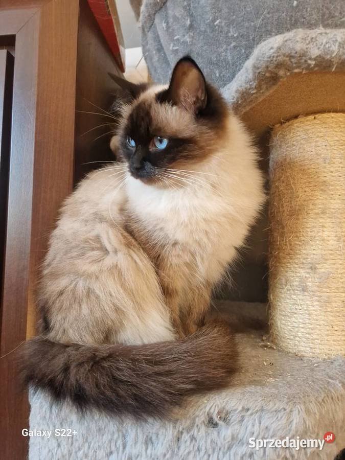 Kotek brytyjski niebieski i ragdoll dolnośląskie
