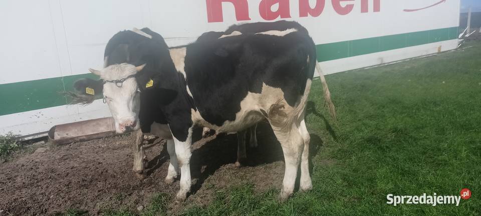 Jałówki hf wysokocielna Łopuszno