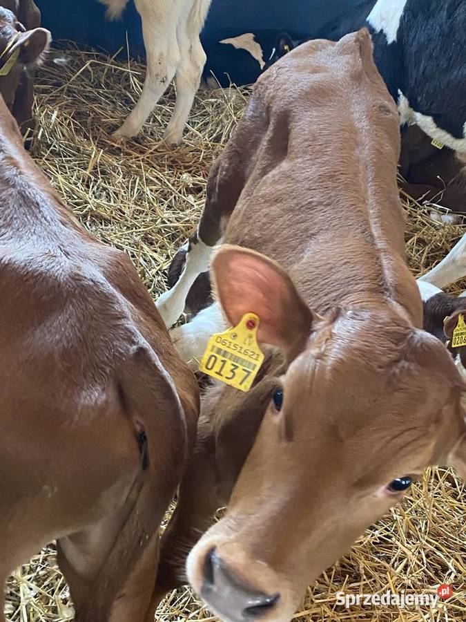 Byczki I jaloszki ras mięsnych 784 634 662 Siemiatycze sprzedam