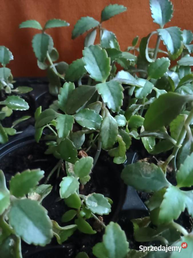 Żyworódka roślina do domowego leczeniaKwiaty Zioła Łódź