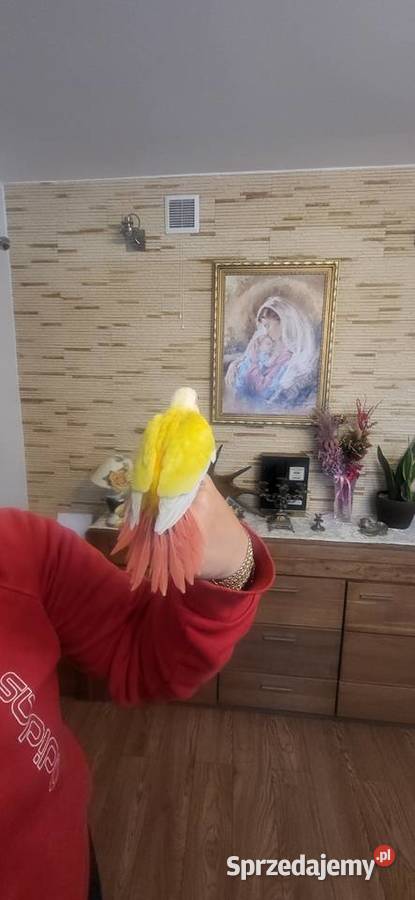 Ręcznie karmione pupile rudosterki i inne Garwolin