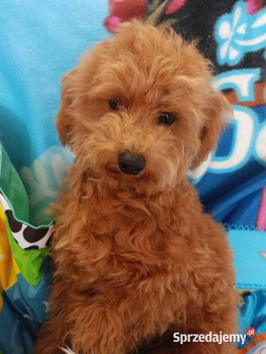 Maltipoo f1b Piesek Miechów
