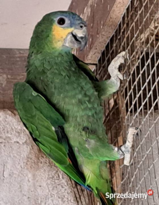 Sprzedam samca amazonki modrobrewej wielkopolskie Turek sprzedam